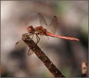 Common Darter (Sympetrum striolatum)